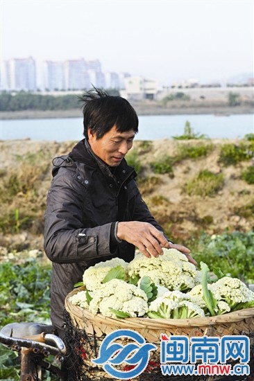 可以自己种菜，也是一种幸福