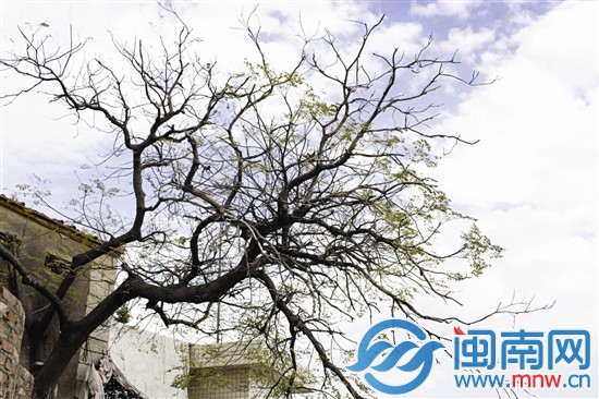 泉州蟳埔村，墙缝中绽放的绿丛