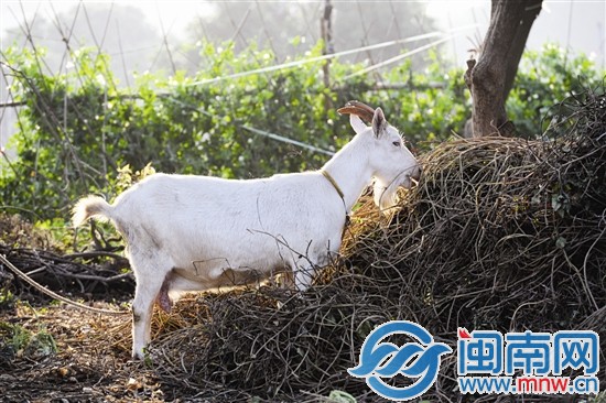 夕阳下的山羊昨日摄于黄龙大桥下