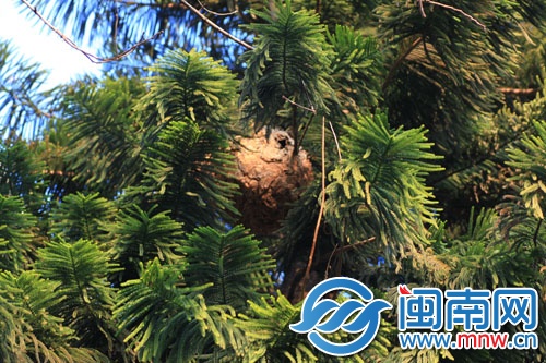 大马蜂窝就藏在树叶中间