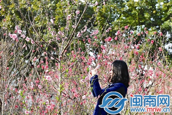 盛开的碧桃花令人沉醉其中