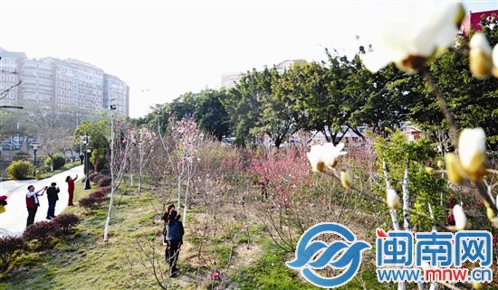 玉兰的白与碧桃的红