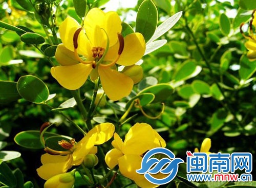 黄花槐