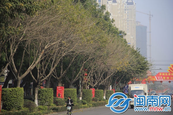 水仙大街，整排大叶榕陆陆续续退去金黄色外衣