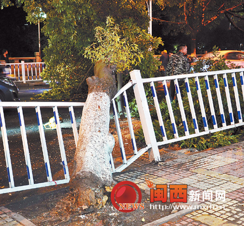 树木倒向路中央