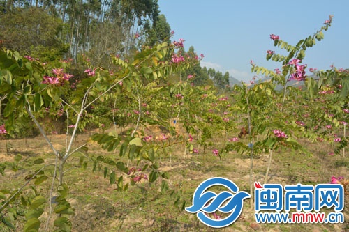 去年3月种的紫荆花，如今长高不少，还开了花