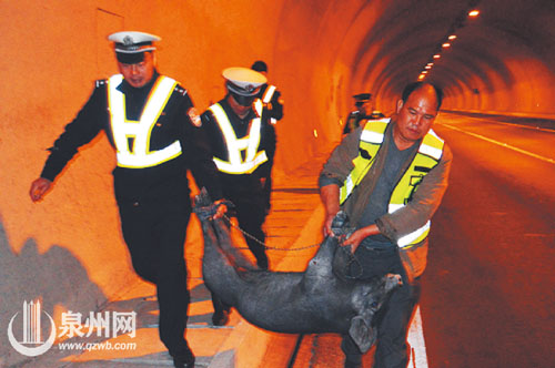 小黑猪被抬离高速隧道