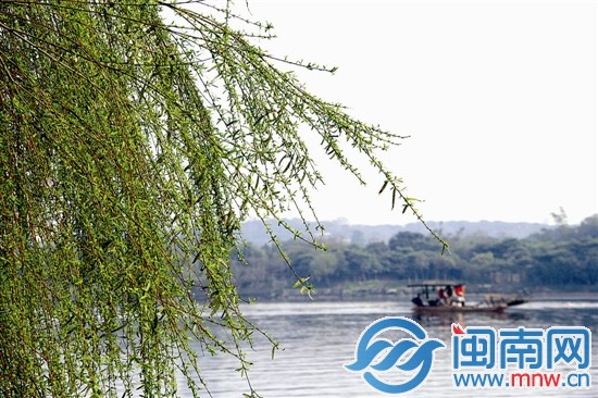 柳条发了新芽，随风轻轻飘荡