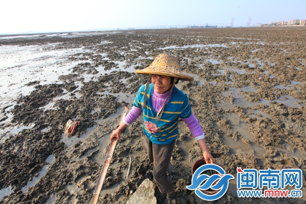没有经济来源，蔡秀宝在滩涂上抓小螃蟹