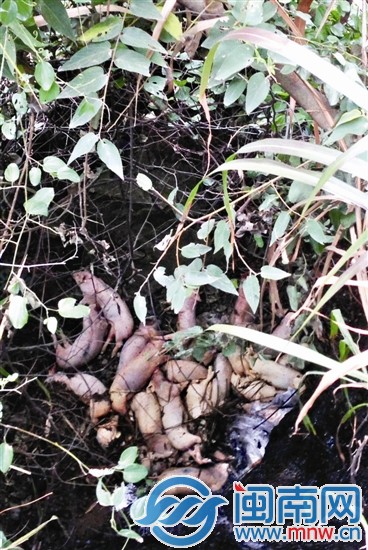 水库上方 山涧现20头死猪1