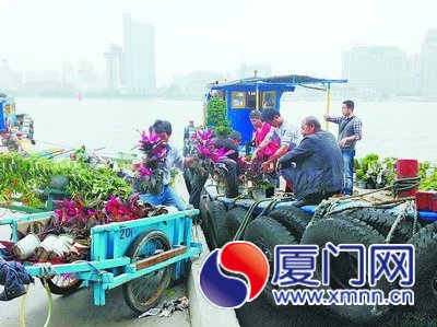 到鼓浪屿“社区园圃”认养种植