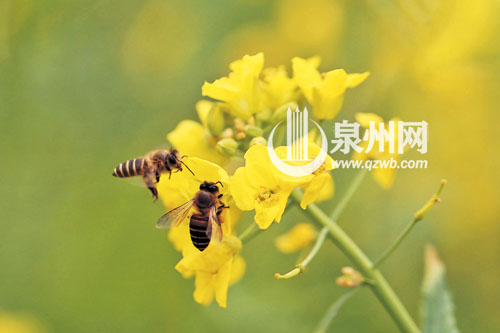 无限风光蜂先占