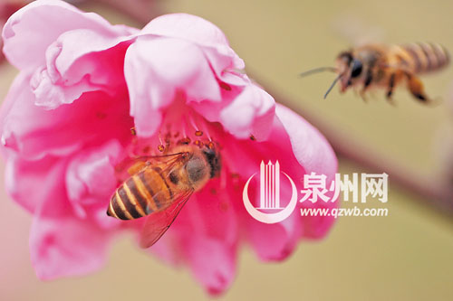 带声来蕊上 连影在香中