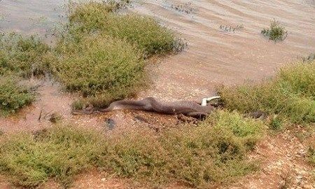 “蛇鳄大战”生死惊魂 3米蟒蛇吞下鳄鱼(图)1