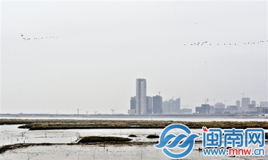 一群大雁往晋江方向飞去