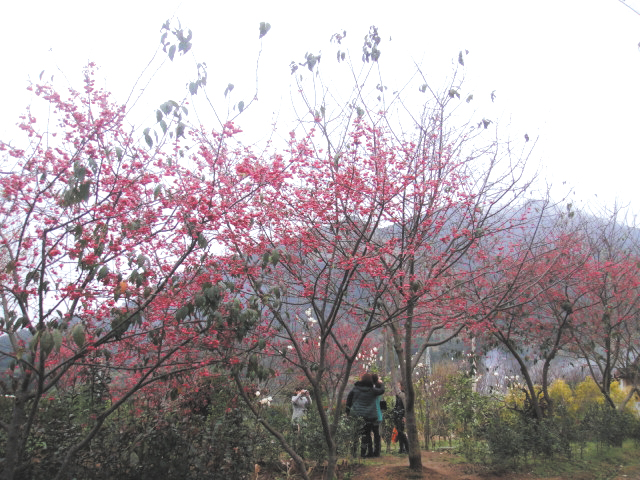 仙游：1.2万株“阿里山樱”引客踏青