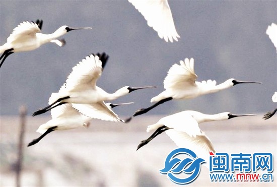 黑脸琵鹭是世界“极度濒危”鸟类之一