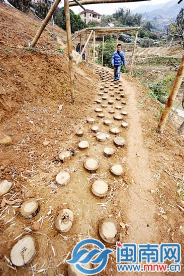 大羽村村路上建了梅花桩