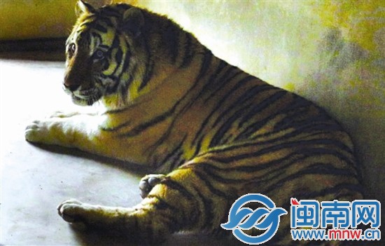 游客砸伤东北虎屁股