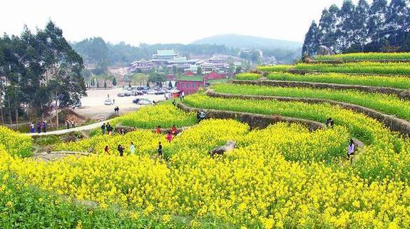 莆田西天尾镇林山村 成片油菜花开