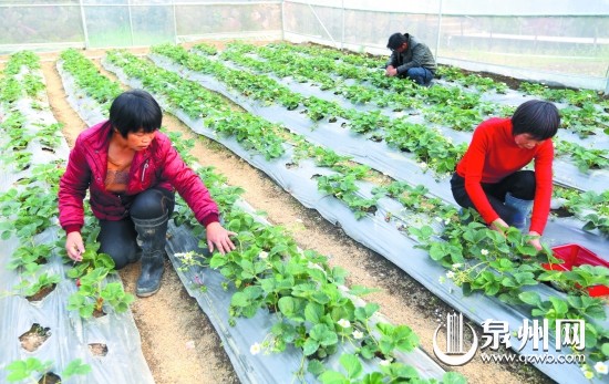 农户正在采摘牛奶草莓