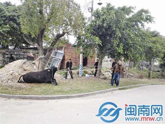 大伙用力一拽，牛跪倒在地上