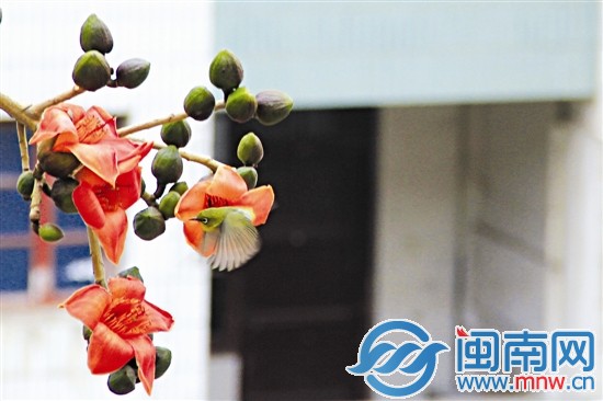 翠绿的鸟儿与火红的花儿
