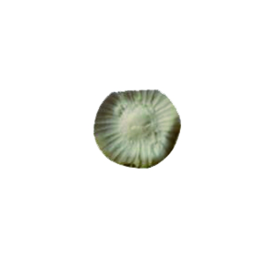 麦芽糕