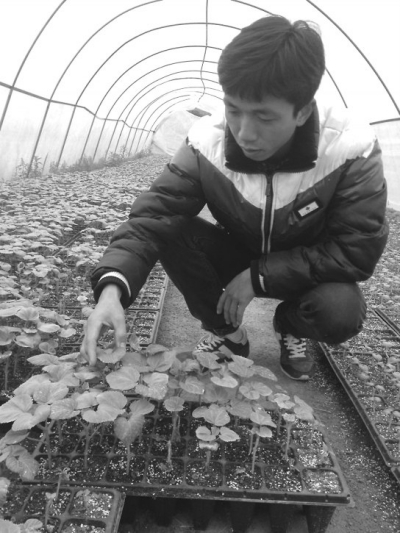 陈坤坤正在察看蔬菜生长情况