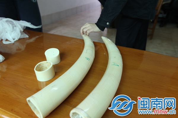 这对象牙极可能出自同一头亚洲象，品相完好