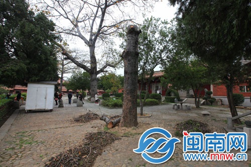 开元寺弘一法师纪念馆外，木棉树被砍
