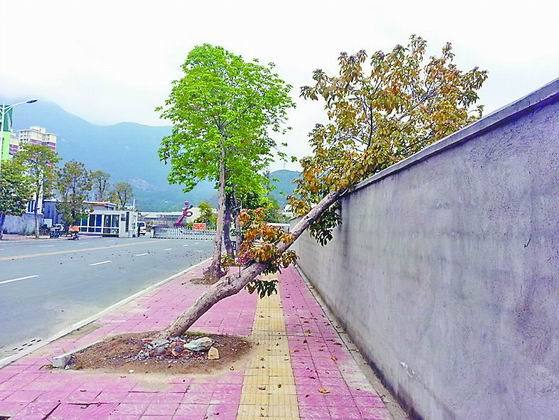 莆田市体育公园有棵“树歪歪” 影响路人通行