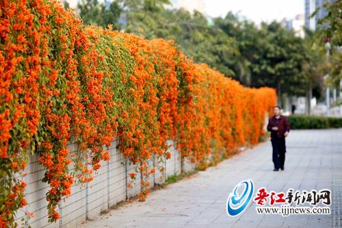 通向八仙山公园的桂华路旁炮仗花，让人漫步街头心旷 