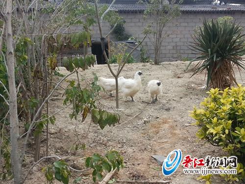 绿化带上养鸡鸭 煞风景