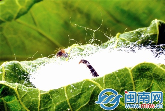 初生的蚕宝宝，在棉絮和桑叶上蠕动
