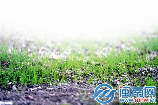 东湖公园里，小草冒出尖尖的头