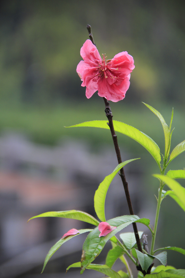 雨后，碧桃花瓣缀新叶