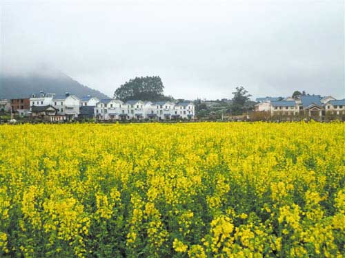 涵江区坪盘村油菜花开 奏响“黄金交响曲”