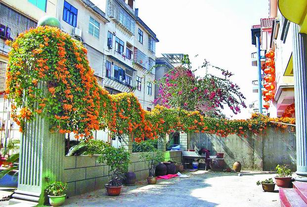 炮仗花迎春盛开 宛如一条龙养眼怡情