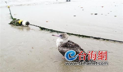白腹红脚鲣鸟