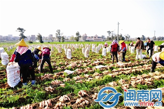 胡萝卜丰收现场