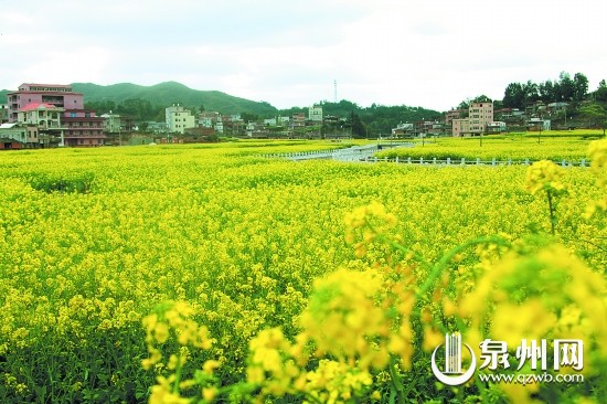 虹山乡百亩油菜花竞相开放