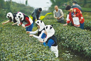 天价熊猫茶近22万元一斤
