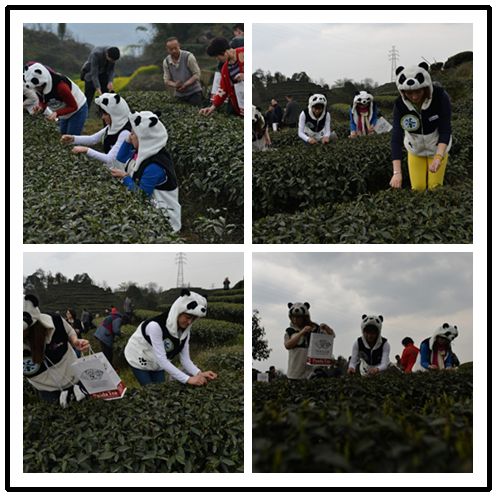 天价熊猫茶曝光