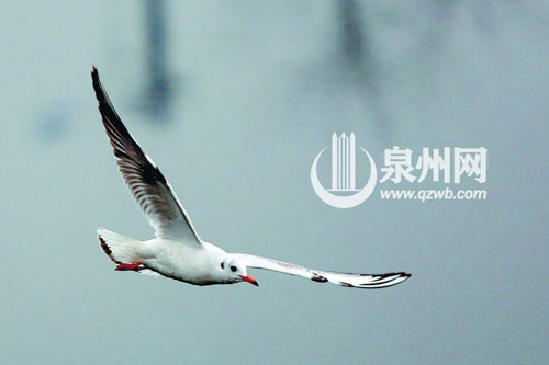 福建“爱鸟周”