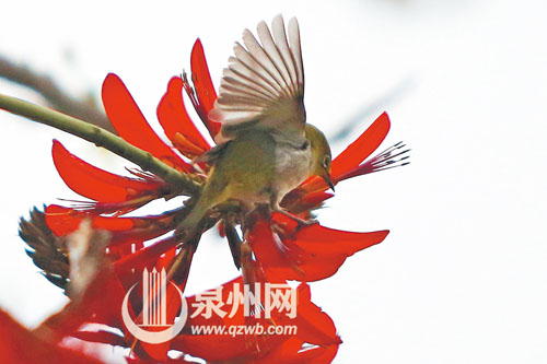 刺桐花吐艳，鸟儿展开双翅。