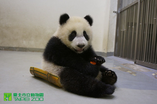 动物园19日公布的照片中,「圆仔」抱着红萝卜“锻炼