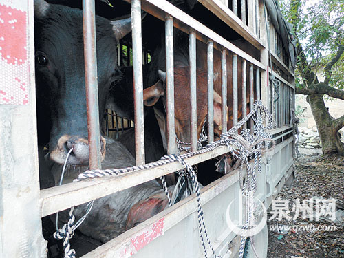 活牛死牛混装一车
