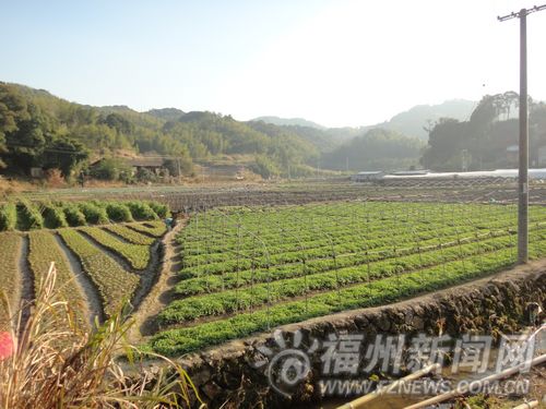 这片菜地为张凯荣网络卖菜提供充足的资源