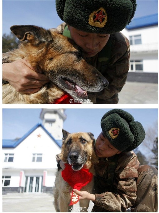 军犬退役后去向成谜 台民众可认养部分退休军犬